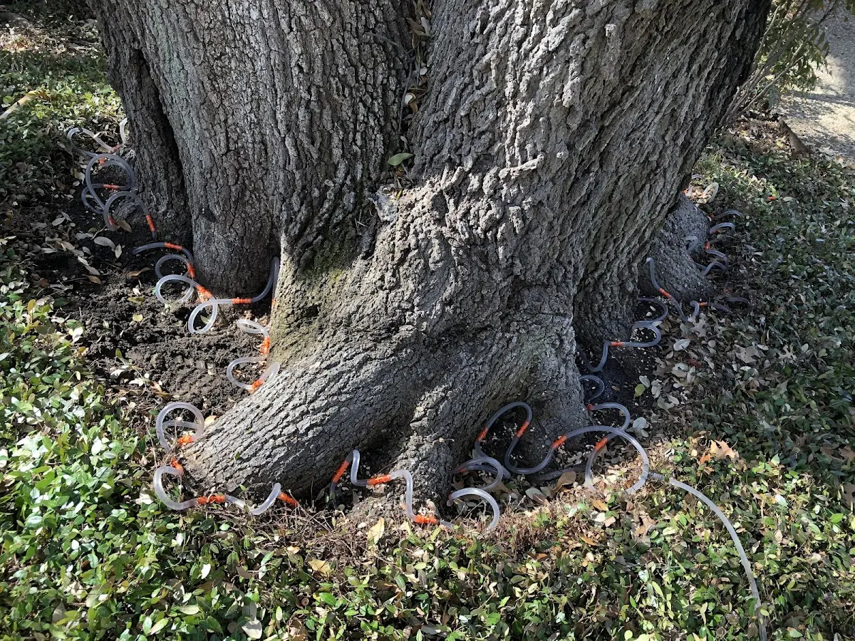 Detailed Tree Cabling and Bracing job site in Allons