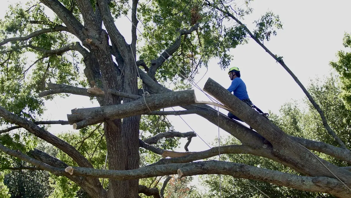 Professional Hazardous Tree Removal performed by certified arborists in Allons